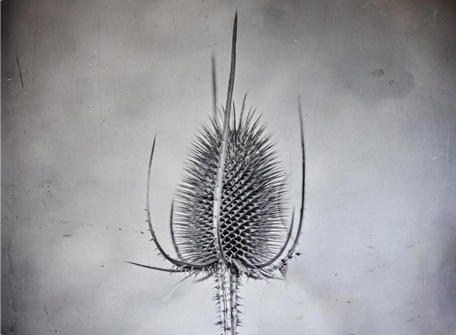 Wild Teasel [Dipsacus sylvestris]