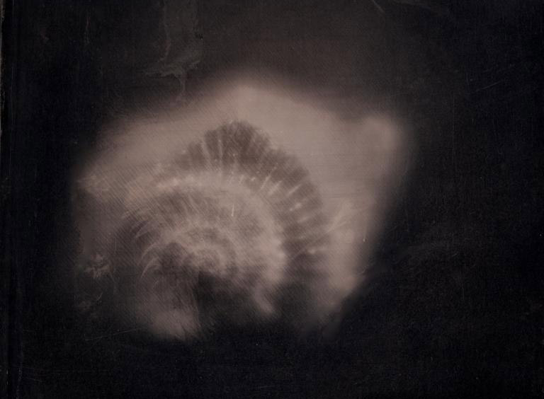 Ammonoidea (Macrolens)